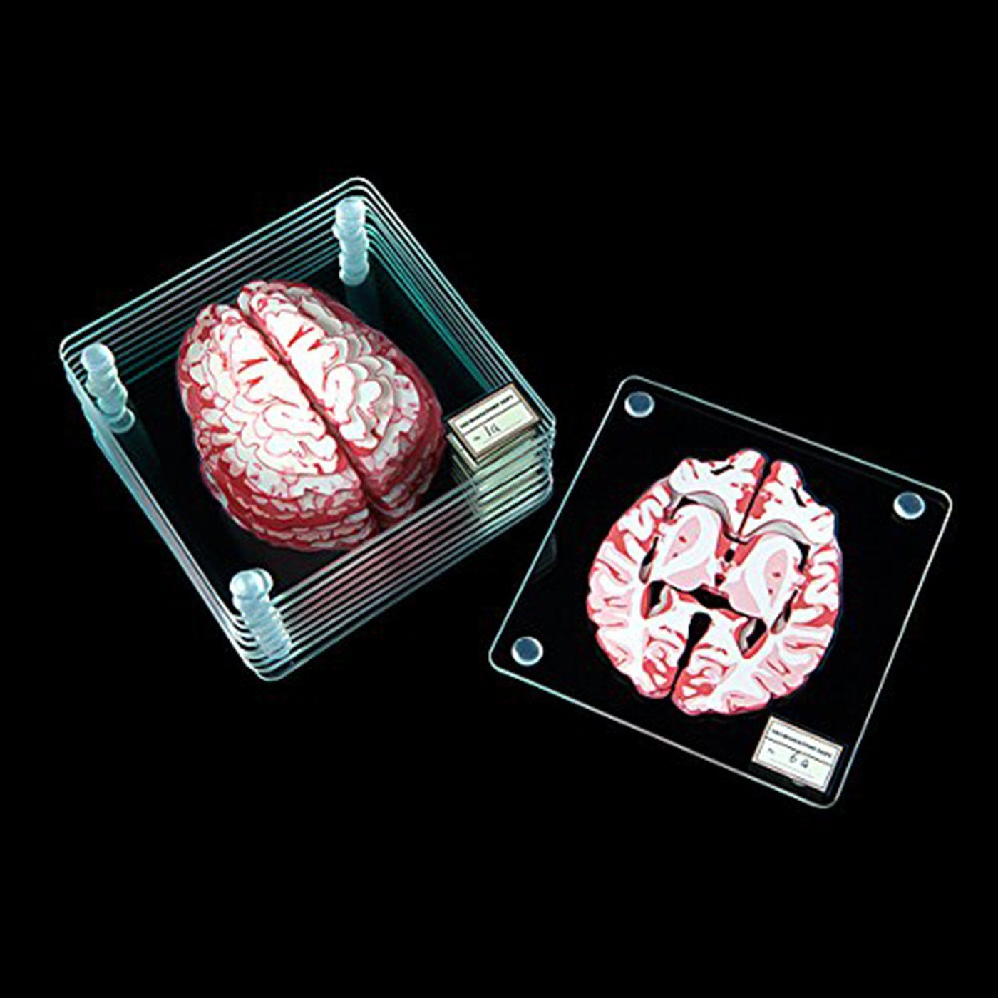 Brain Specimen Coasters OddGifts