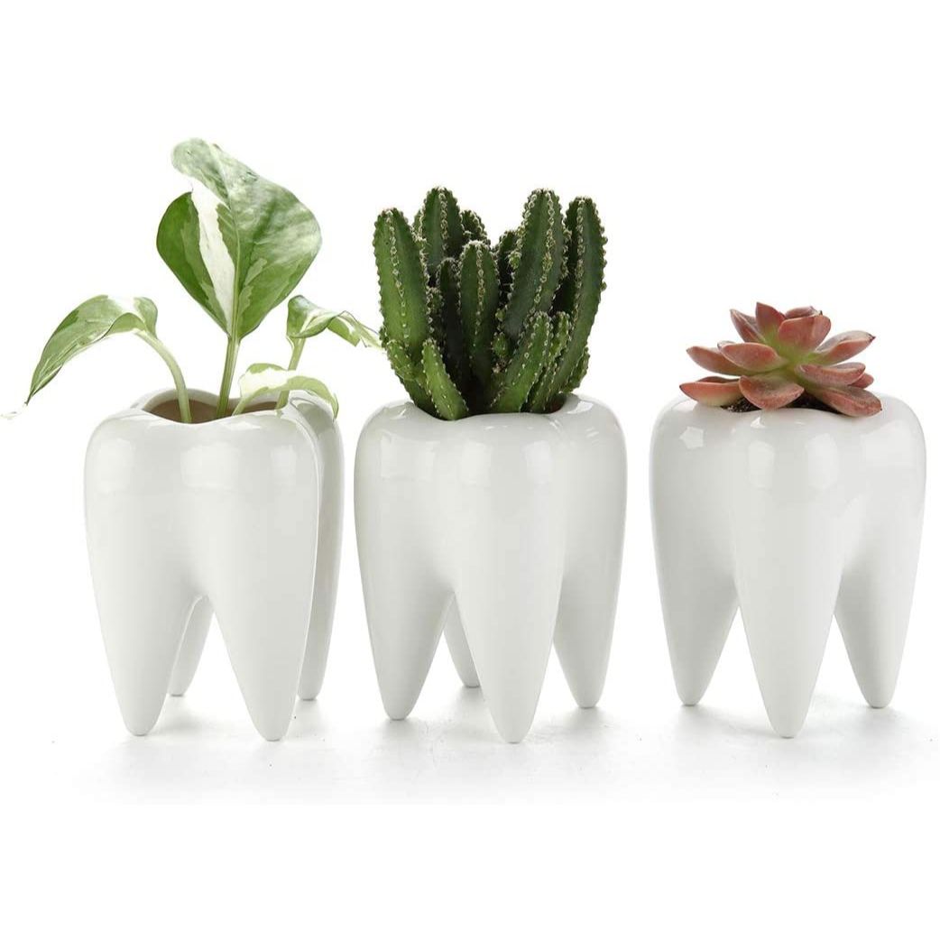 Tooth Shape Succulent Planter - 4 Pack, Smiling Cute Small Cactus