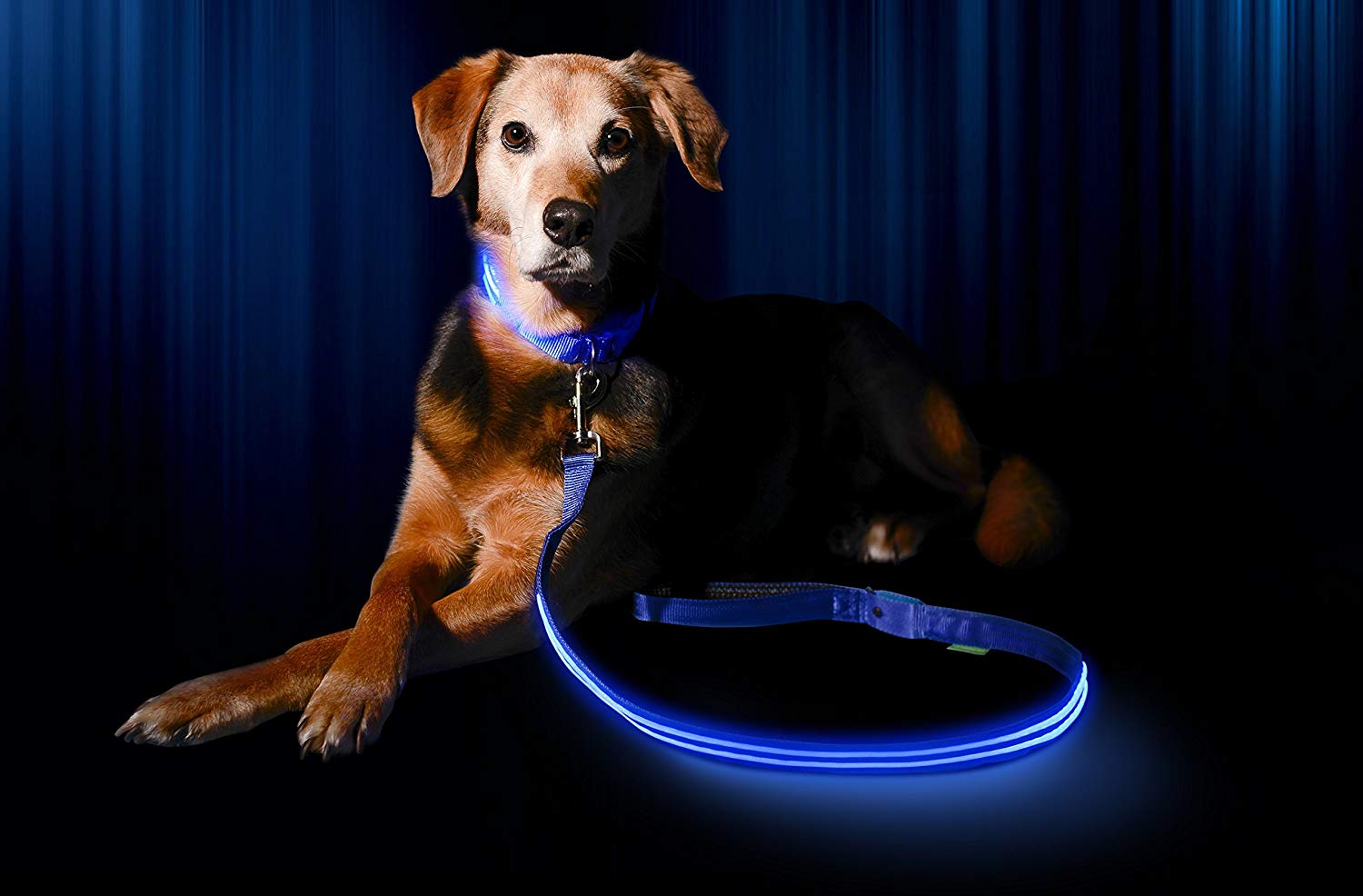 Led flashing outlet dog collar