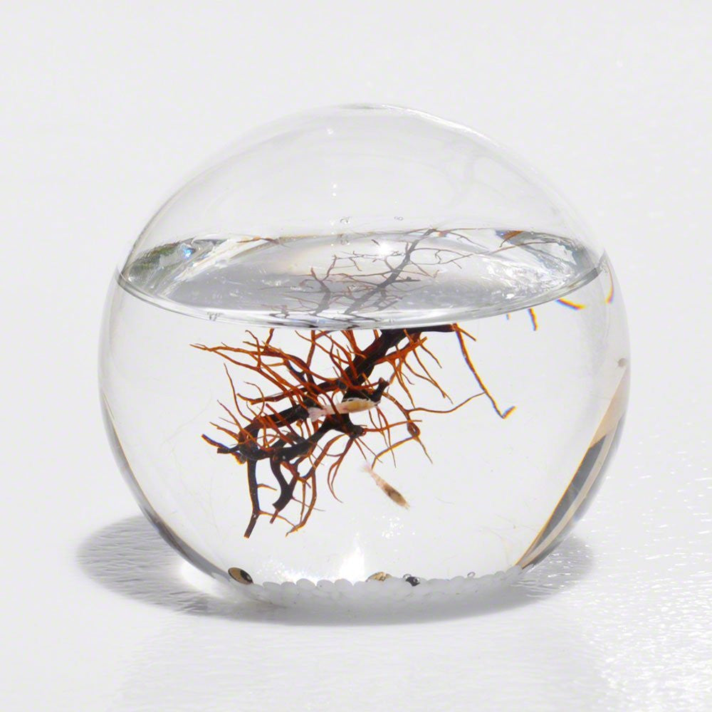 EcoSphere Aquatic Ecosystem OddGifts